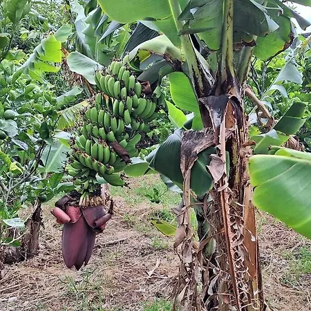 شقة Cantinho Japoneiras *